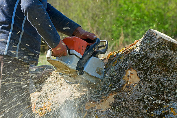 Tree Removal for Businesses in Jamestown, ND